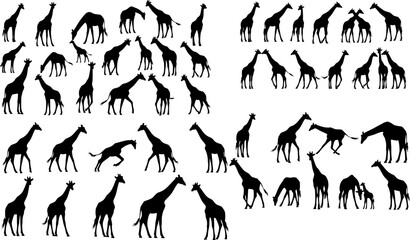 giraffes in different poses silhouette set, vector collection