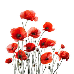 Naklejka premium A cluster of vibrant red poppies against a black background