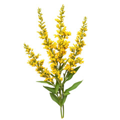 Fototapeta premium goldenrod, single goldenrod flower with vivid yellow petals, isolated on transparent background