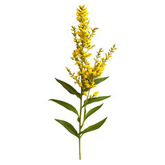 goldenrod, single goldenrod flower with vivid yellow petals, isolated on transparent background