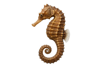 Close-up of a dried seahorse isolated on white background, showcasing detailed texture and curled tail, perfect for marine biology, educational, and natural history themes © MJ iceberg