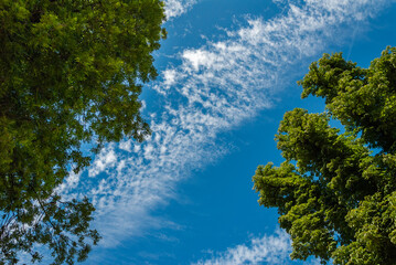 Fototapeta premium Wolken zwischen Bäumen