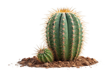 Studio Shot: Two Green Cacti in Soil, Isolated on Black Background, Vibrant, Detailed Close-up.