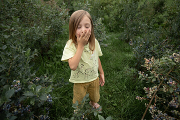 a farmer's child eats blueberries straight from the bush