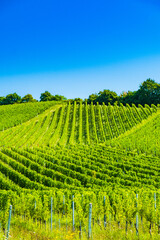 Fototapeta premium Vineyards in Plesivica wine region in Croatia, drone aerial view