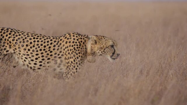 Close up follow of  a collared cheetah (Acinonyx jubatus) walking in the grasslands in kenya