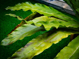 A close-up of a vibrant green bird's nest fern, with its wavy leaves unfurling against a textured green background.