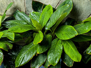 A vibrant, leafy green plant, possibly a peace lily, with water droplets on its broad leaves, set against a blurred stone wall.