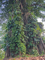 massive tree trunk, Ficus benjamina, covered in lush, vibrant green climbing plants (Epipremnum aureum) reaching for the sky.