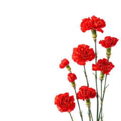 Obraz premium Red carnations in a black background