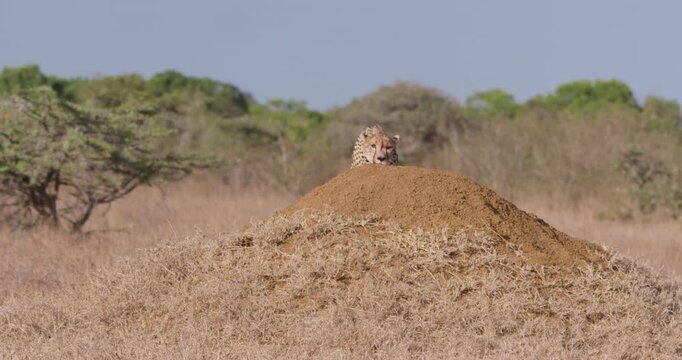 Wide of Cheetah (Acinonyx jubatus) walking on top of termite mound in grassy savannah in hot sunny day in Kenya