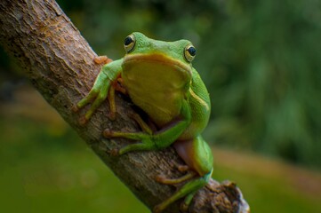 green tree frog