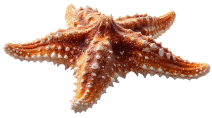 Detailed Orange Starfish with White Spikes