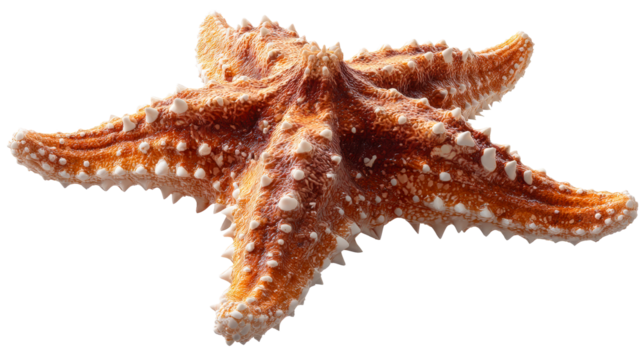 Detailed Orange Starfish with White Spikes