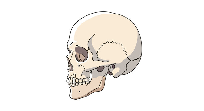Illustration of a human skull in profile, showing the bone structure and eye socket.