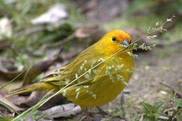 Saffron finch (Sicalis flaveola) on the ground, showing vibrant yellow plumage and orange head, foraging among leaves in its natural habitat, Brazil.