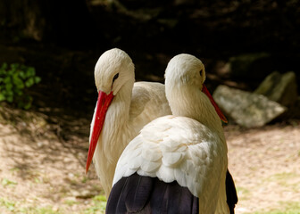 cigogne cote a cote