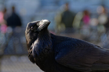 corbeau noir de la ville de Londres © iciane