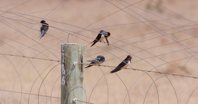 Extreme wide of a gulp of barn swallows (Hirundo rustica) resting on an electric fence at the savanna at evening 