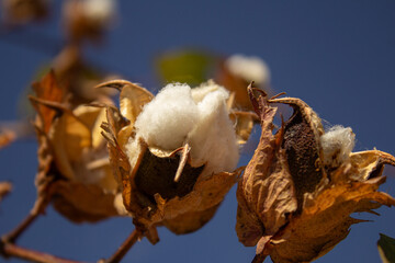Close up de uma bola fofa de algodão em uma planta de algodão com um céu azul ao fundo.