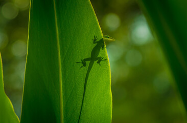 lizard on a leaf