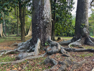 impressive buttress roots of a giant tropical tree (Ceiba pentandra) in a forest, surrounded by fallen leaves and lush undergrowth.