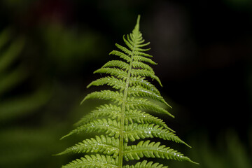 zielony liść paproci na ciemnym tle w lesie