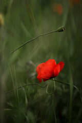 Obraz premium A stunning vertical close-up of a beautiful red poppy flower. The vibrant red petals and delicate green stem make for a captivating and natural image