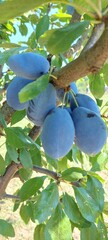 blue plum on the tree