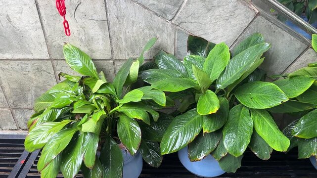 Vibrant green plants in pots with water droplets on their leaves, as rain falls, creating a tranquil and fresh atmosphere.