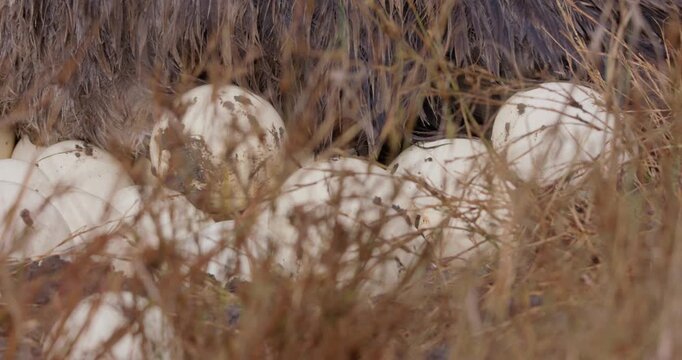 Extreme close up right to left pan of a Somali ostriches (Struthio molybdophanes) body incubating on a cluster of eggs in savannah in kenya