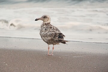 seagull on the beach