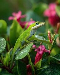 Fototapeta premium Small colorful anole lizard on flowering plant in protected nature reserve, morning dew on leaves, natural conservation area setting, shot with 100mm macro lens, fresh morning light color grading with