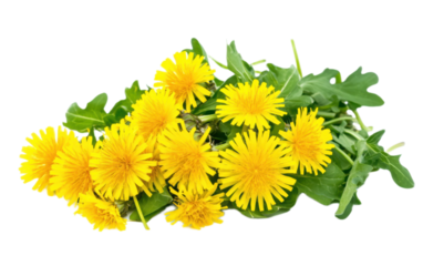 Bunch of fresh yellow dandelions on transparent background, png