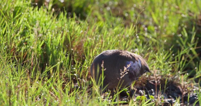Wide of Hadada Ibis (Bostrychia hagedash) foraging on muddy soil in the savannah grassland at midday in Kenya