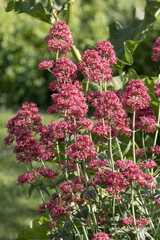 Valériane des jardins