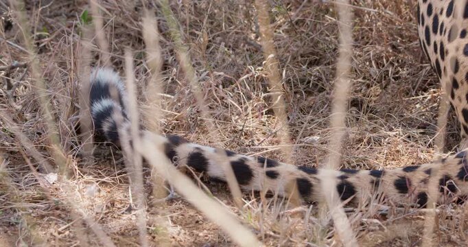 Close up of Cheetah (Acinonyx jubatus) tail on dry grass under shade on hot sunny day in Savannah grassland in Kenya