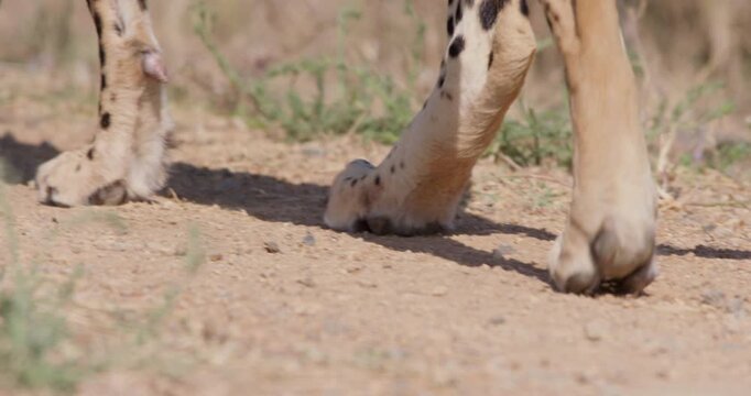 Close up of two Cheetahs (Acinonyx jubatus) legs and tail tips while walking on dirt path during hot sunny day in Savannah in Kenya