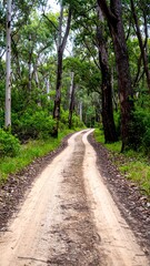 A winding dirt road through a lush forest