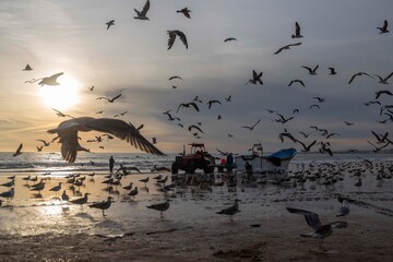 arte xavega , pesca, portugal 