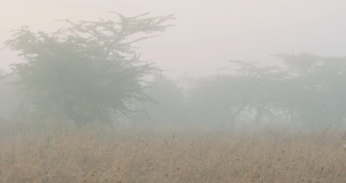 Very wide of collared Cheetah (Acinonyx jubatus) running in grass savannah with shrubs in background in foggy morning in Kenya