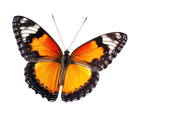 Fototapeta premium Butterfly on transparent background, png