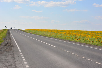 Open Road Through Sunflower Field Under Blue Sky with a car on horizon
