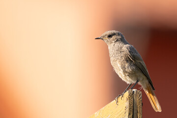 Hausrotschwanz auf Zaun