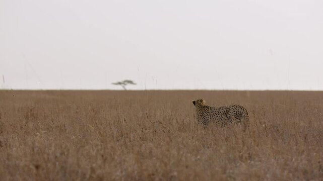 Extreme wide steadicam of a cheetah (Acinonyx jubatus) walking alert scanning the plains at sunset in kenya 