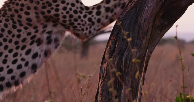 Close-up of of cheetah's (Acinonyx jubatus) head and paws gripping on a dead tree in dry savannah grassland at daybreak in Kenya