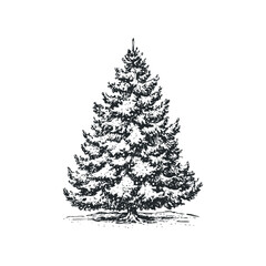 Hand drawn evergreen tree with textured foliage and base