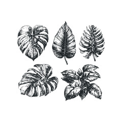 Fototapeta premium Monstera and tropical plant leaves collection sketch