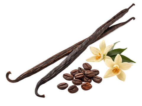 Vanilla bean pods with coffee beans and vanilla flowers isolated on transparent background