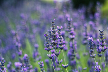 Radiant lavender blossoms sway among green foliage, spreading calm energy and showcasing nature's delicate color palette.